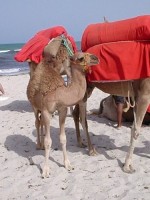 velbloudi na pl�i - to tam jezdilo po��d