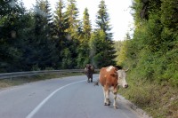 Kr�vy na silnici - na hranic�ch �ern� Hory