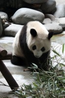 panda velk� - symbol lenosti a ��nsk� n�rodn� poklad 