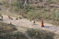 Kozy na proch�zce...