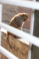 Opice n�m b�haly p��mo za oknem