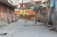 Dobytek p�es cestu - nic neobvykl�ho