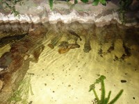 N�v�t�va aquatic centra