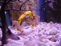 mo��t� kon�ci