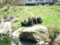 tahle opi�� tlupa prost� p�zovala