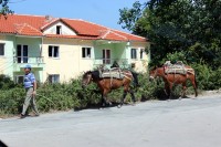 Kon� tu jsou hlavn� pracovn� silou