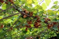 Kiwi v�ude kam se pod�v�