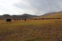 velk� st�do jak�