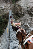 Oslov� p�es cestu...