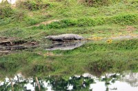 Na krokod�l� �ece