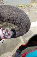 ... podej chobot ...