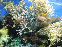 Lond�nsk� podmo�sk� sv�t