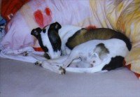  M�j nejobl�ben�j�� pes. Kylie - �te se Kajli