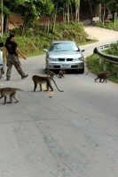 opice p�es silnici, t�to brzdi...