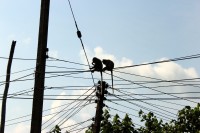 elektrick� dr�ty jsou pro opice snadn� mo�nost p�esunu