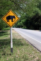 pozor, sloni na silnici